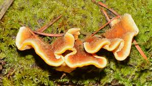 Attēlu rezultāti vaicājumam “Stereum hirsutum”