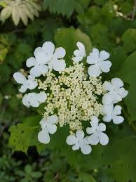 Attēlu rezultāti vaicājumam “Viburnum opulus flower”