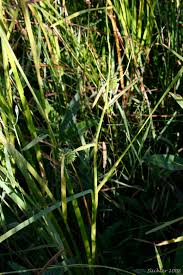 Attēlu rezultāti vaicājumam “Sparganium erectum aggr. fruit”