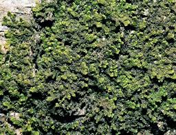 Attēlu rezultāti vaicājumam “Ptilidium pulcherrimum”