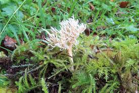 Attēlu rezultāti vaicājumam “Lentaria epichnoa”