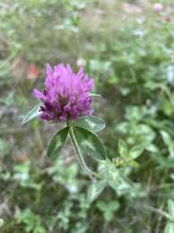 Attēlu rezultāti vaicājumam “Trifolium pratense flower”