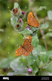Attēlu rezultāti vaicājumam “Argynnis laodice male”