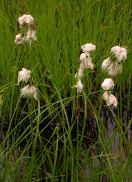 Attēlu rezultāti vaicājumam “Eriophorum angustifolium flower”