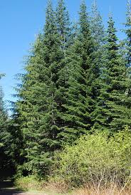 Attēlu rezultāti vaicājumam “Abies”