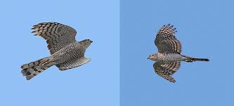 Attēlu rezultāti vaicājumam “Accipiter nisus”