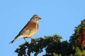 Attēlu rezultāti vaicājumam “Carduelis cannabina male”