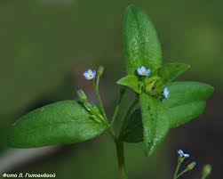 Attēlu rezultāti vaicājumam “Myosotis sparsiflora”