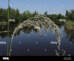Attēlu rezultāti vaicājumam “Calamagrostis canescens leaf”