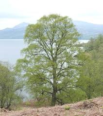 Attēlu rezultāti vaicājumam “Betula pubescens”