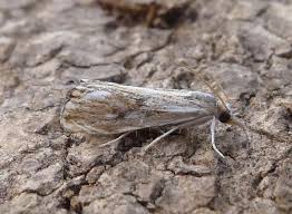 Attēlu rezultāti vaicājumam “Catoptria verellus”