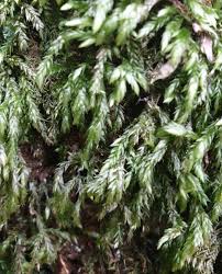 Attēlu rezultāti vaicājumam “Isothecium alopecuroides”