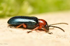 Attēlu rezultāti vaicājumam “Chrysomelidae”