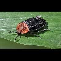 Attēlu rezultāti vaicājumam “Oiceoptoma thoracicum”