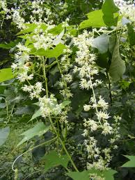 Attēlu rezultāti vaicājumam “Echinocystis lobata flower”