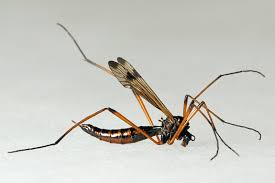 Attēlu rezultāti vaicājumam “Dictenidia bimaculata male”