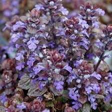 Attēlu rezultāti vaicājumam “Ajuga reptans flower”