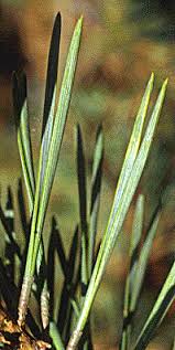 Attēlu rezultāti vaicājumam “Pinus sylvestris leaf”
