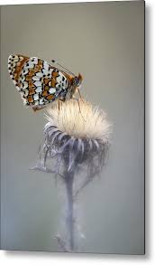 Attēlu rezultāti vaicājumam “Melitaea cinxia”