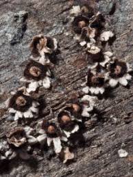 Attēlu rezultāti vaicājumam “Diderma radiatum”