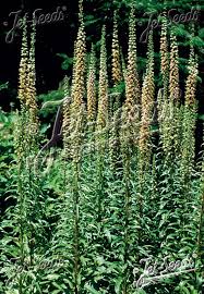 Image result for Digitalis ferruginea