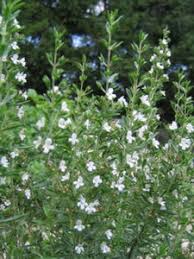 Image result for Satureja hortensis