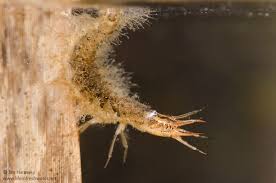 Attēlu rezultāti vaicājumam “Hydrochara caraboides”