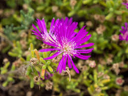 Attēlu rezultāti vaicājumam “Lactuca tatarica flower”