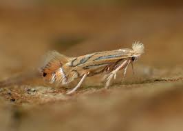 Attēlu rezultāti vaicājumam “Phyllonorycter sp.”