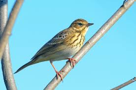 Attēlu rezultāti vaicājumam “Anthus trivialis”