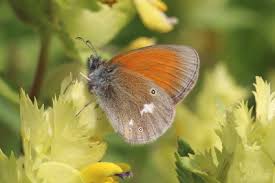Attēlu rezultāti vaicājumam “Coenonympha glycerion underside”