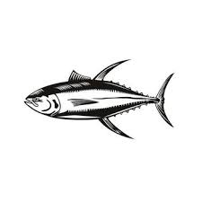 Image result for Thunnus albacares