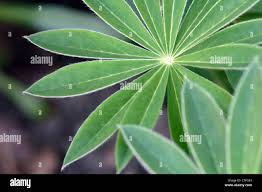 Attēlu rezultāti vaicājumam “Lupinus polyphyllus leaf”
