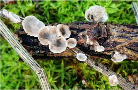 Attēlu rezultāti vaicājumam “Arrhenia retiruga”