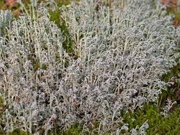 Attēlu rezultāti vaicājumam “Cladonia rangiferina”
