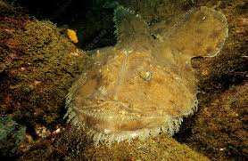 Image result for Lophius americanus