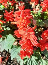 Image result for Salvia splendens