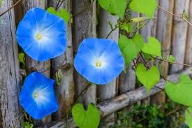 Image result for Ipomoea Heavenly Blue
