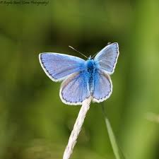 Attēlu rezultāti vaicājumam “Polyommatus icarus male”