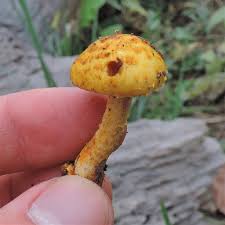 Attēlu rezultāti vaicājumam “Pholiota heteroclita”