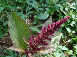 Attēlu rezultāti vaicājumam “Amaranthaceae”