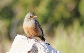 Image result for Emberiza caesia