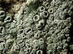 Attēlu rezultāti vaicājumam “Pertusaria pertusa”