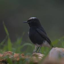 Image result for Oenanthe leucopyga