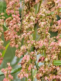 Attēlu rezultāti vaicājumam “Rumex hydrolapathum fruit”