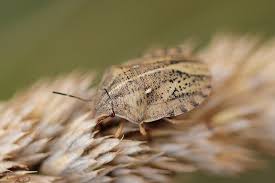 Attēlu rezultāti vaicājumam “Eurygaster testudinaria nymph”