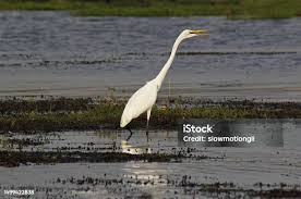 Attēlu rezultāti vaicājumam “Egretta alba adult”