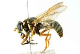 Attēlu rezultāti vaicājumam “Temnostoma vespiforme”