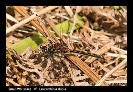 Attēlu rezultāti vaicājumam “Leucorrhinia dubia male”