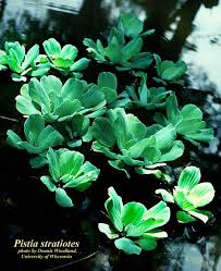 Attēlu rezultāti vaicājumam “Pistia stratiotes”